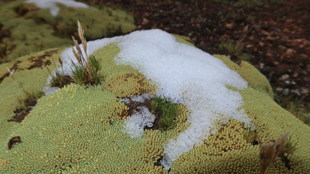 Pycnophyllum glomeratum