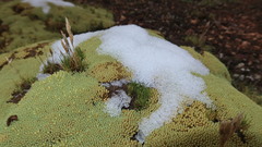 Pycnophyllum glomeratum