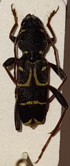 Xylotrechus antilope