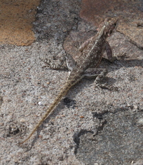 Acanthocercus gregorii