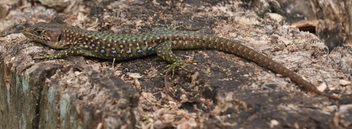 Jackson’s Forest Lizard