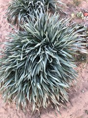 Pancratium maritimum