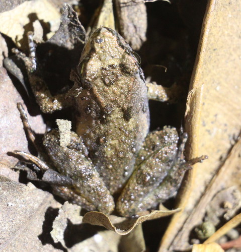 Grauer's Puddle Frog, Phrynobatrachus graueri