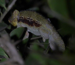 Chamaeleonidae