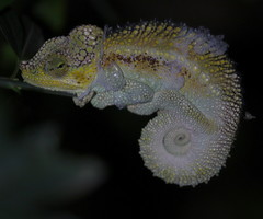 Chamaeleonidae