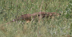 Varanus albigularis microstictus