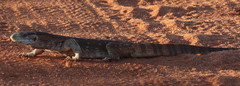 Varanus albigularis microstictus