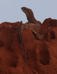 Varanus albigularis microstictus