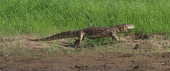 Varanus albigularis microstictus