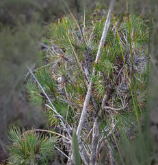 Melaleuca eriocarpa