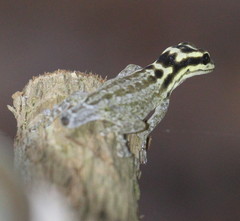 Lygodactylus mombasicus