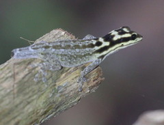 Lygodactylus mombasicus