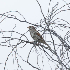 Passer domesticus