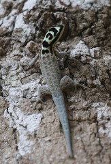 Lygodactylus mombasicus