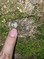 Liphistius malayanus