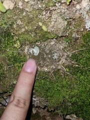 Liphistius malayanus