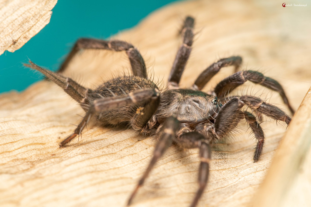 African Funnel-web Spiders