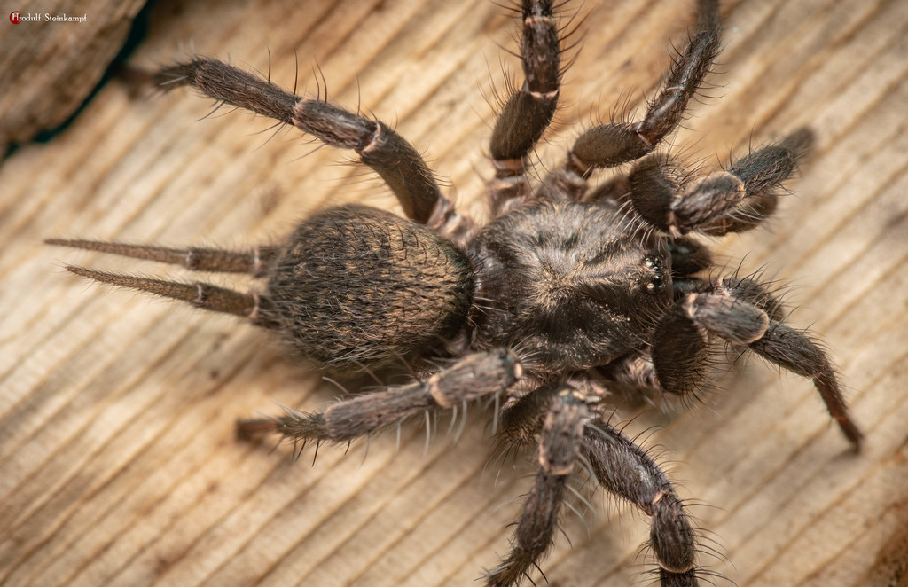 Australothelinae