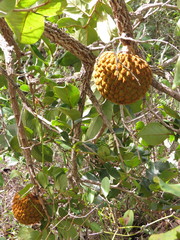Annona crassiflora