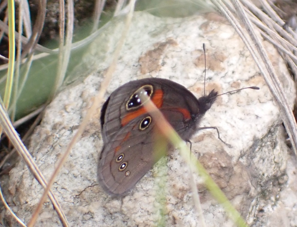 Strydpoort Spotted-eye Brown