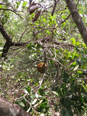 Annona crassiflora