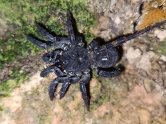 Liphistius malayanus