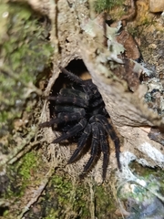 Liphistius malayanus