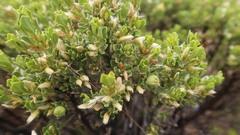 Baccharis tricuneata