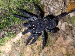 Liphistius malayanus