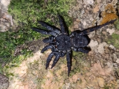 Liphistius malayanus