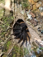 Liphistius malayanus