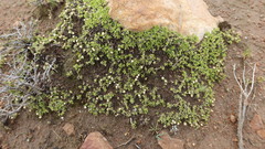 Baccharis caespitosa