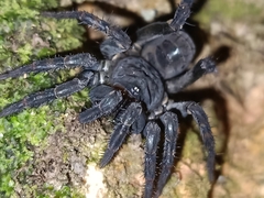 Liphistius malayanus