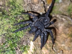 Liphistius malayanus