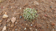 Plagiobothrys humilis