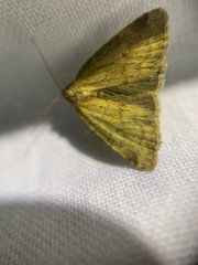 Photedes minima