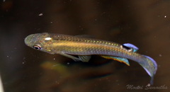 Aplocheilus
