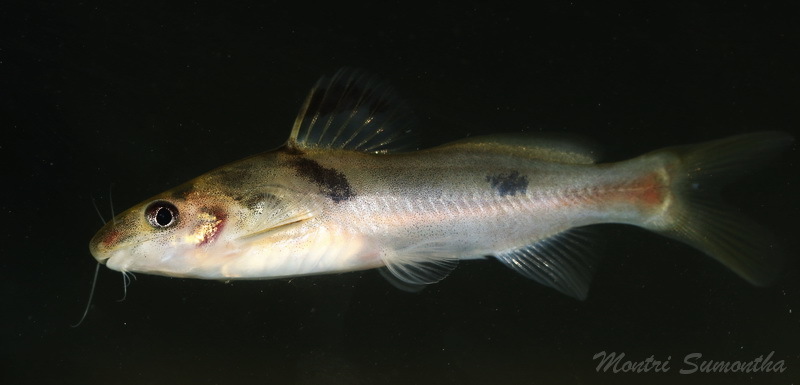 Batasio fluviatilis