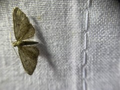 Eupithecia virgaureata