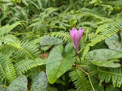 Ipomoea setifera