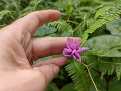 Ipomoea setifera