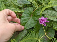 Ipomoea setifera