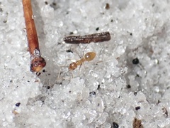 Nylanderia phantasma