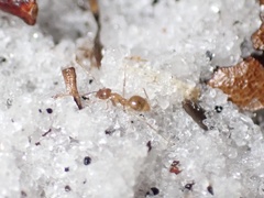 Nylanderia phantasma