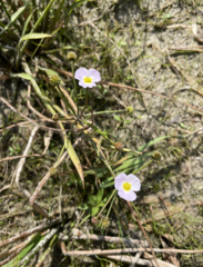 Baldellia ranunculoides