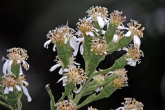 Dendrophorbium peregrinum
