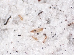 Nylanderia phantasma