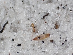 Nylanderia phantasma