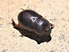 Temnorhynchus retusus