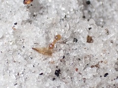 Nylanderia phantasma